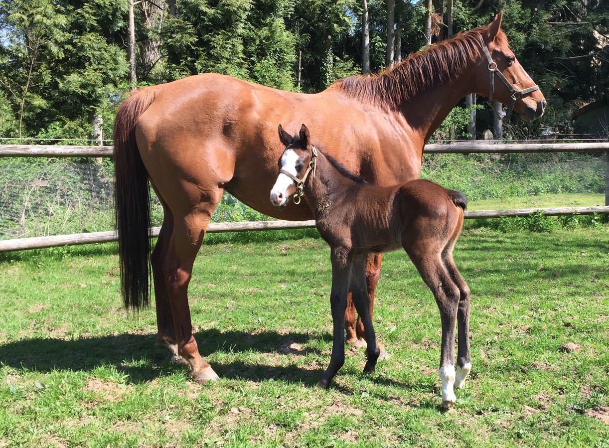 Gaspatir et mâle foal