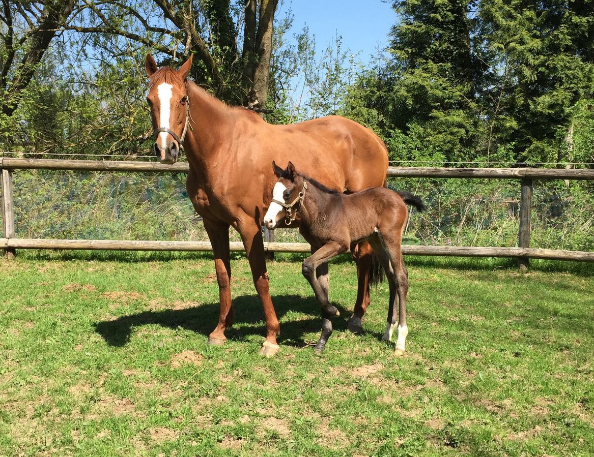 Gaspatir et mâle foal