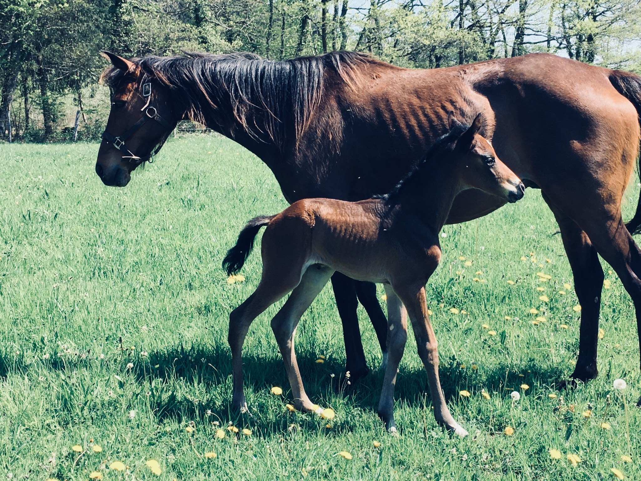 Gaspatir et mâle foal