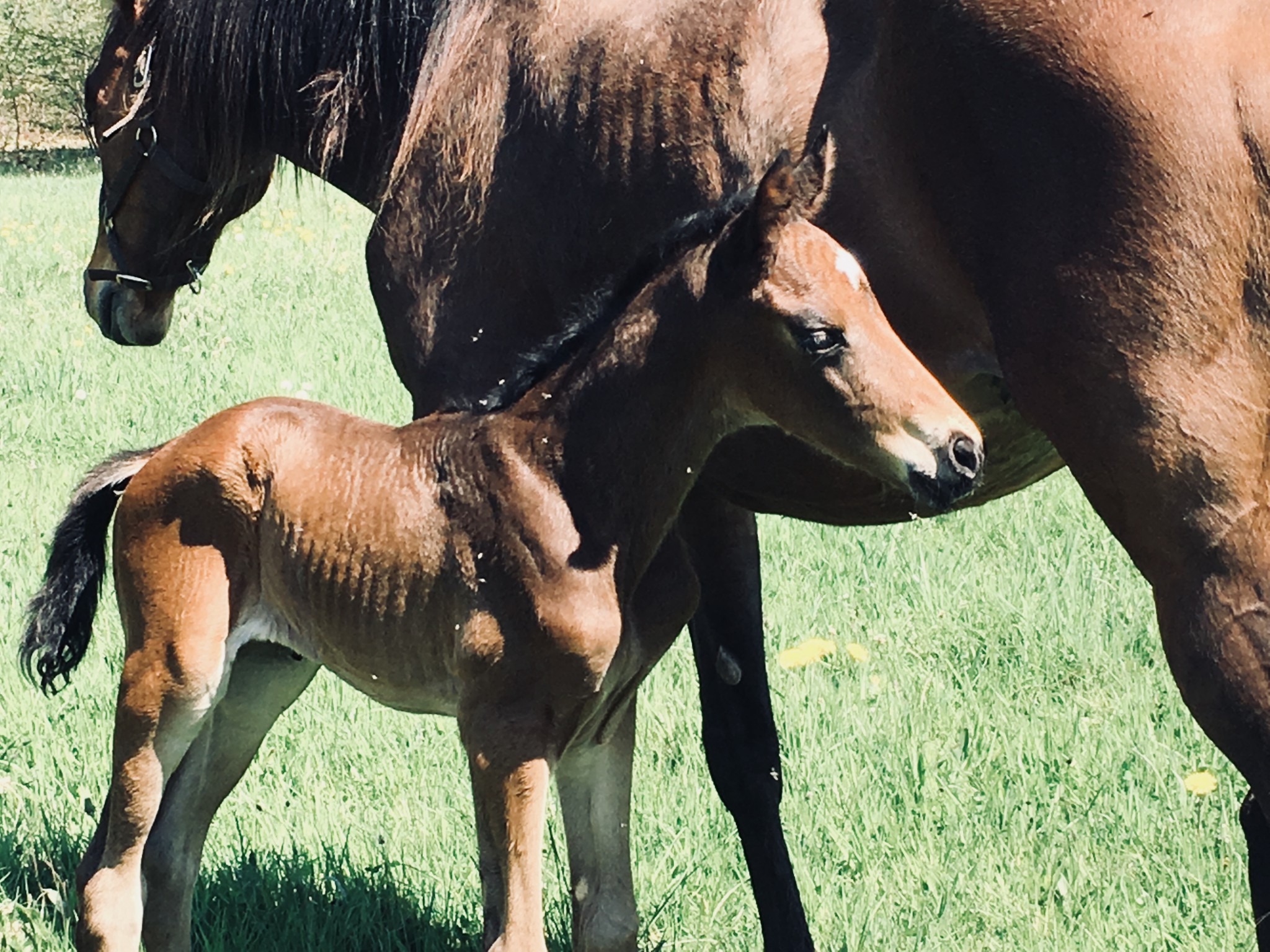 Gaspatir et mâle foal