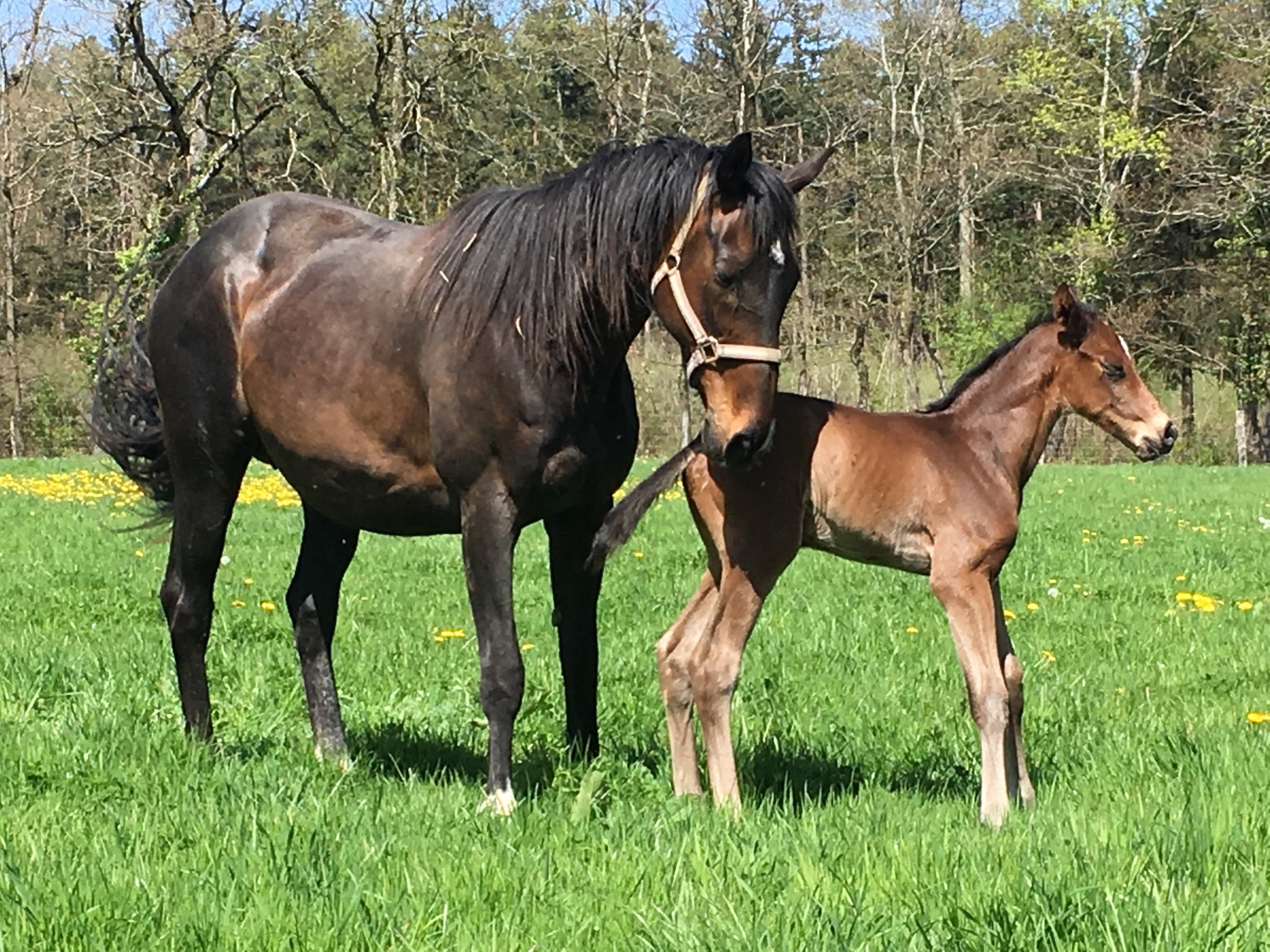 Gaspatir et mâle foal