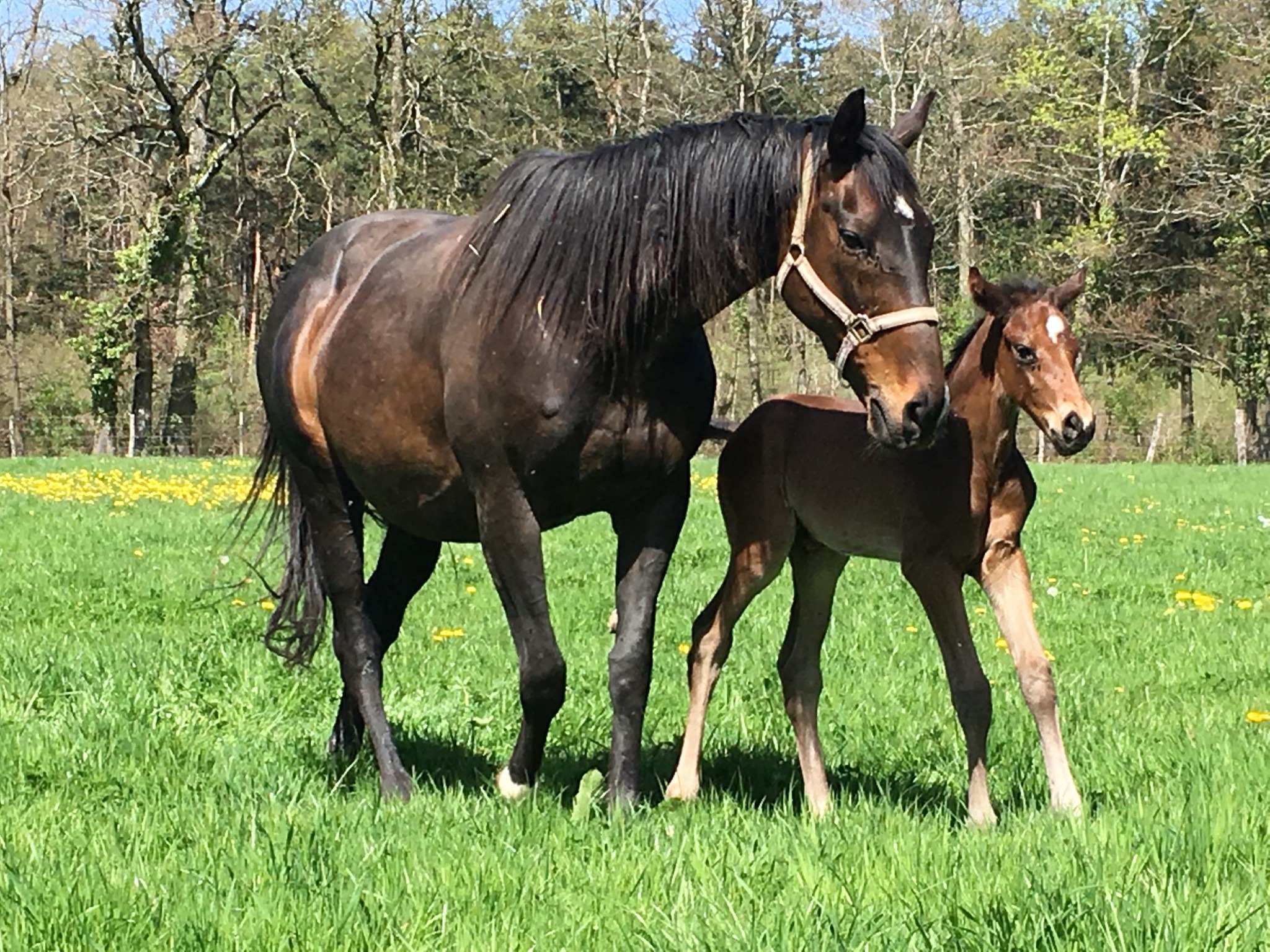 Gaspatir et mâle foal